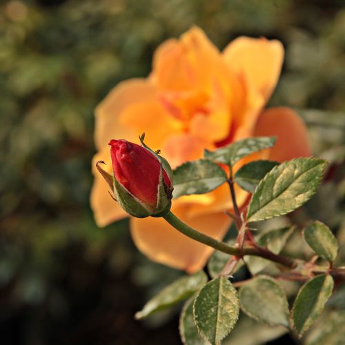 Rosa Persian Sun™ - oranžová - Stromková ruža s klasickými kvetmistromková ruža s kríkovitou tvarou koruny